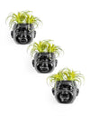 Set of 3 Black Plated Ceramic Mini Baby Face Pots - EMPORIUM WORTHING